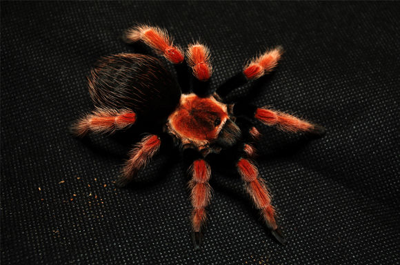 墨西哥火脚蜘蛛