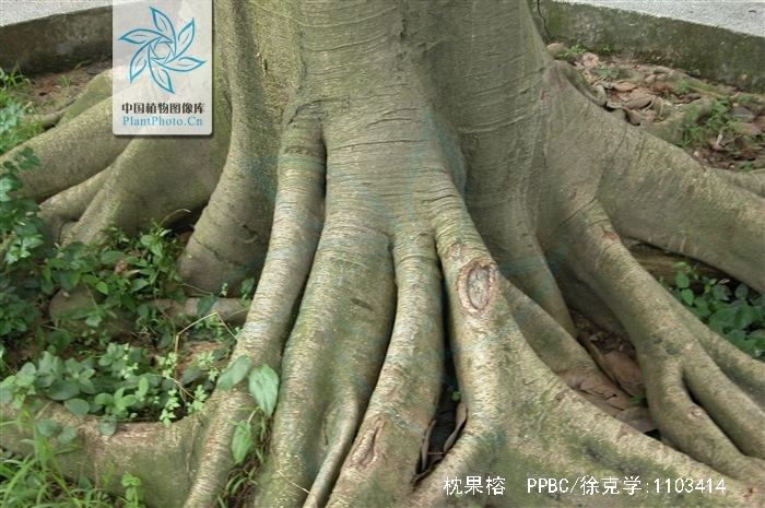  p>枕果榕(学名: i>ficus drupacea /i> thunb.