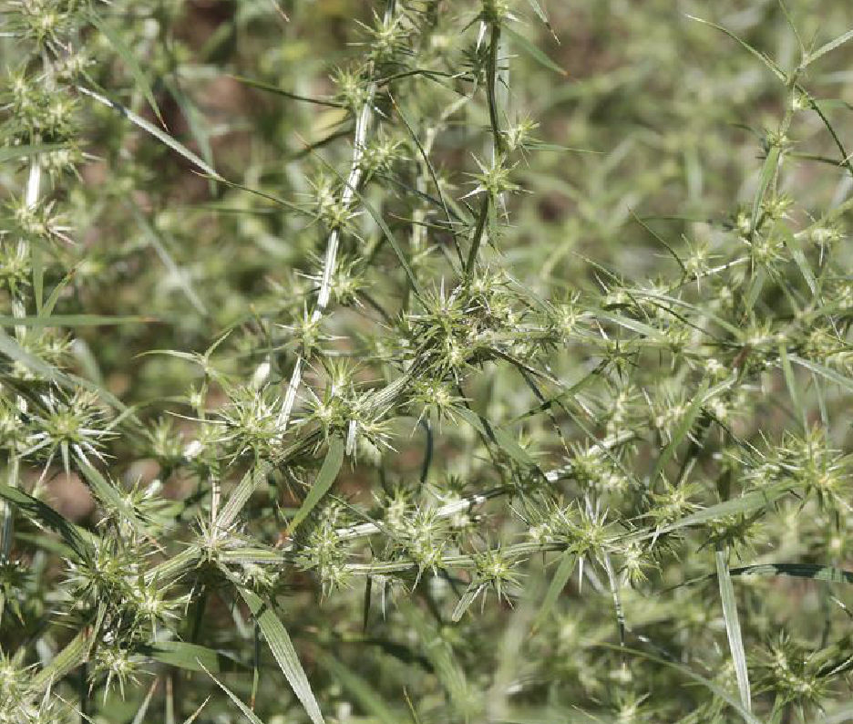  p>沙蓬(学名: i>agriophyllum squarrosum /i> (l.) moq.