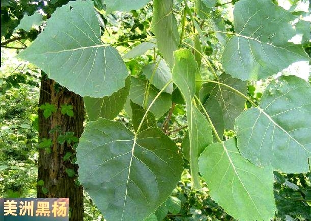 美洲黑杨无性系h194-297