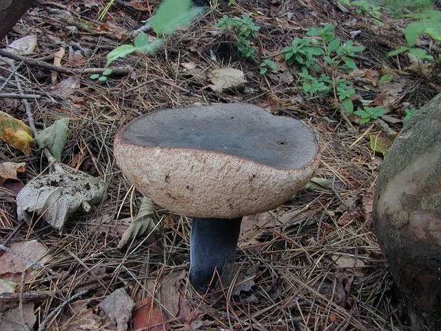 黑盖粉孢小牛肝菌