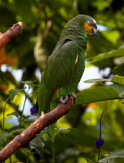 橙翅亚马逊鹦鹉