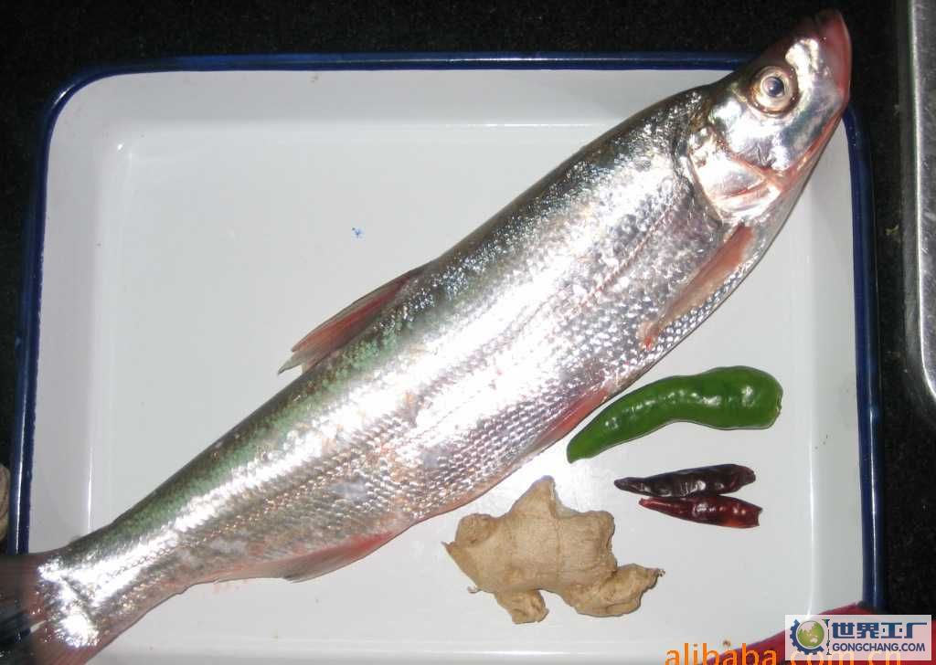  p>鳀科, i>engraulidae  /i>,属硬骨鱼纲 a href="#" data-lemmaid="