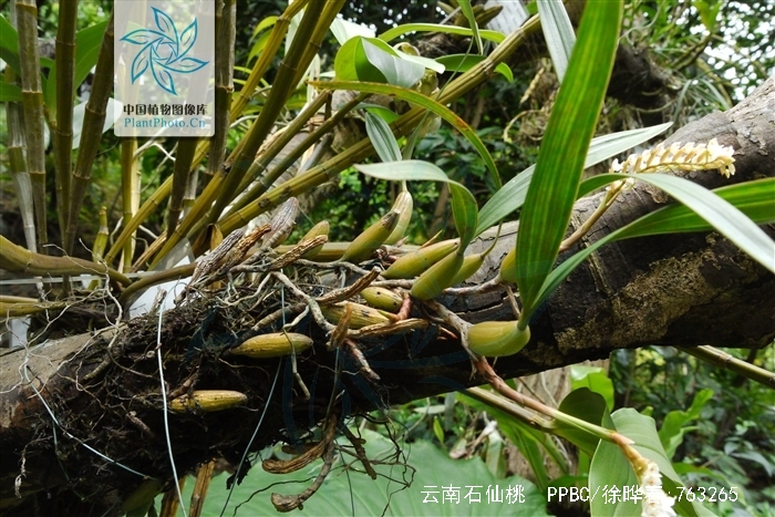  p>云南石仙桃(学名: i>pholidota yunnanensis /i>  rolfe.