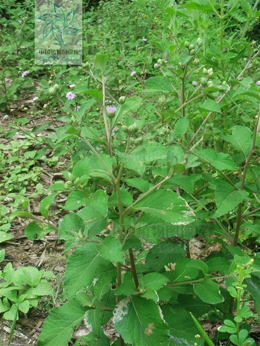  p>骨端旁又名狗仔花, a target="_blank" href="/item/咸虾花/993467