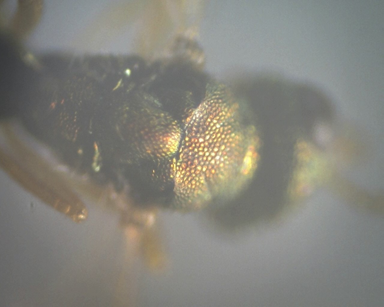  p>啮虫目(corrodentia)属昆虫纲 a href="#" data-lemmaid="9078945"