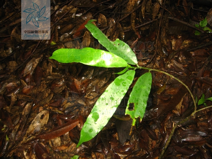  p>竹叶榕(学名:ficus stenophylla)为 a href="#" data-lemmaid="