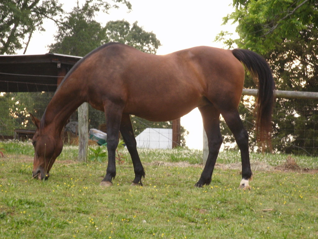  p>家马(学名: i>equus caballus caballus /i>, i>equus ferus