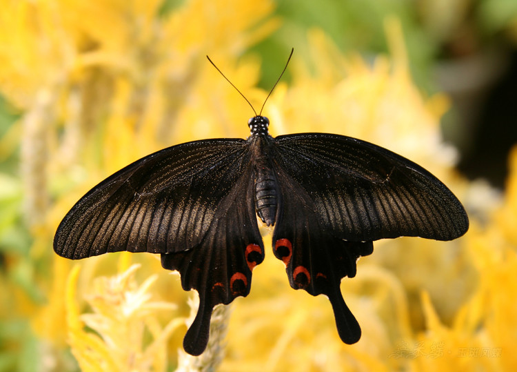  p>玉斑凤蝶 i>papilio helenus /i> (linnaeus, 1758)别名白纹凤蝶