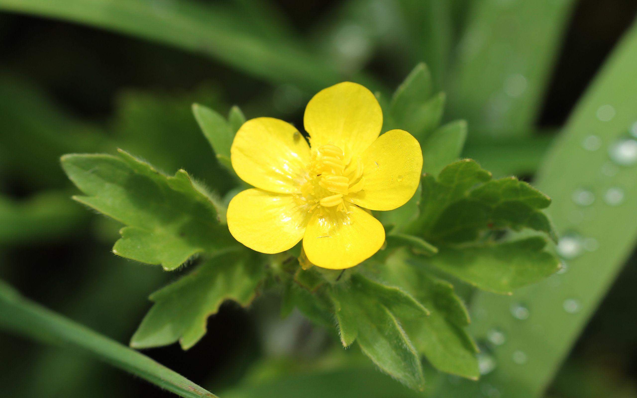  p>匍枝毛茛为毛茛科多年生草本植物,具匍匐枝,节