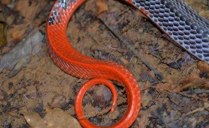  p>红头环蛇是 a target="_blank" href="/ite