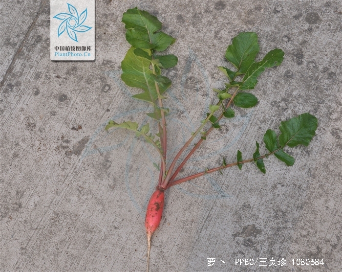 ="_blank" href="/item/萝卜属">萝卜属 /a>二年或一年生草本植物,高