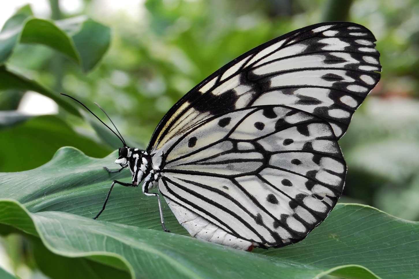  p>大帛斑蝶(idea leuconoe)是 a href="#" data-lemmaid="1622302">