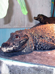 是世界上体型最小的 a href="#" data-lemmaid="328752">鳄鱼 /a>,身