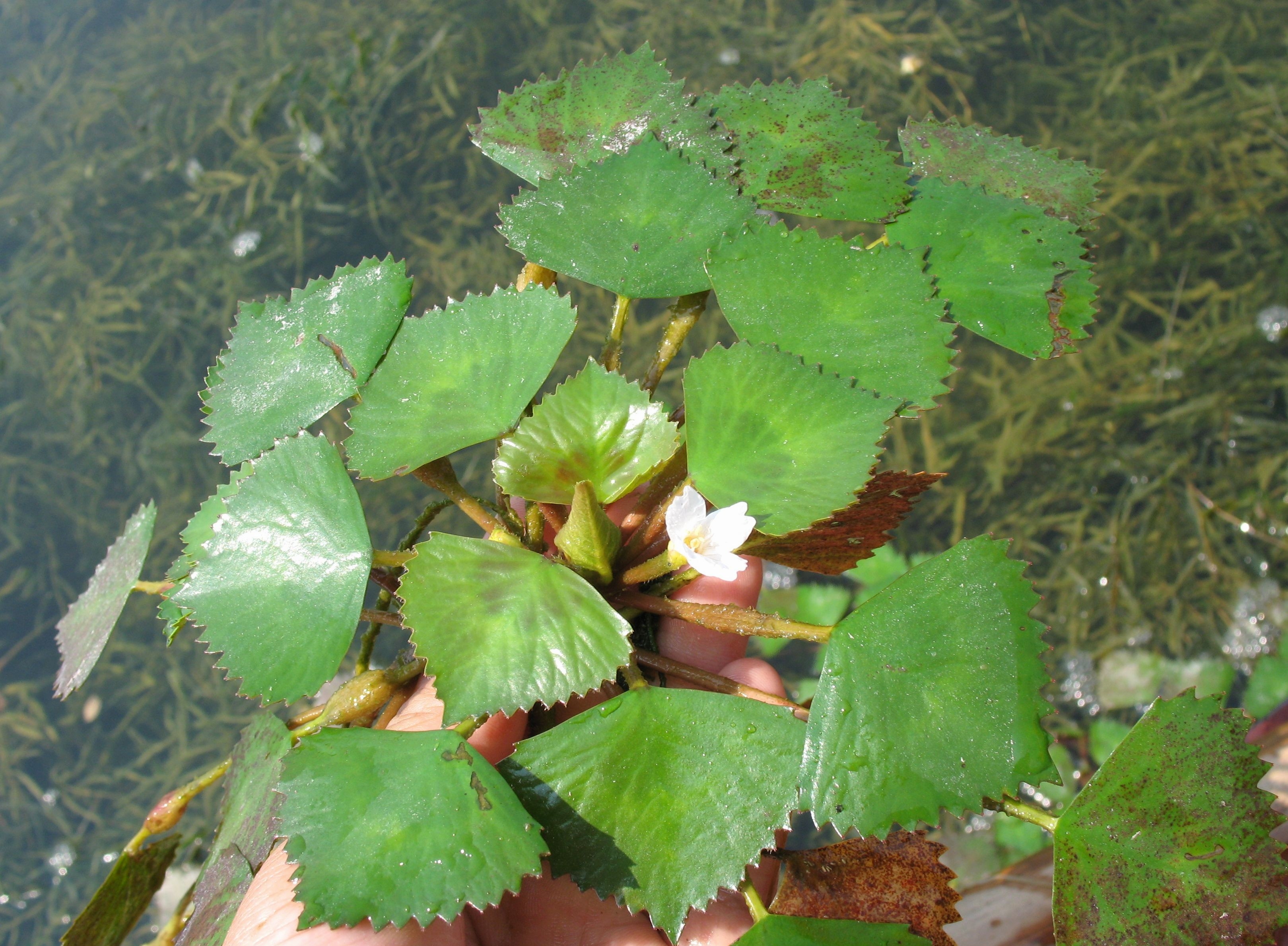  i>trapa /i>  i>japonica /i> flerow)是菱科菱属植物,一年生浮水水