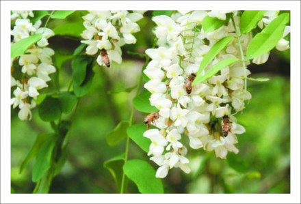 泓森槐_百度百科