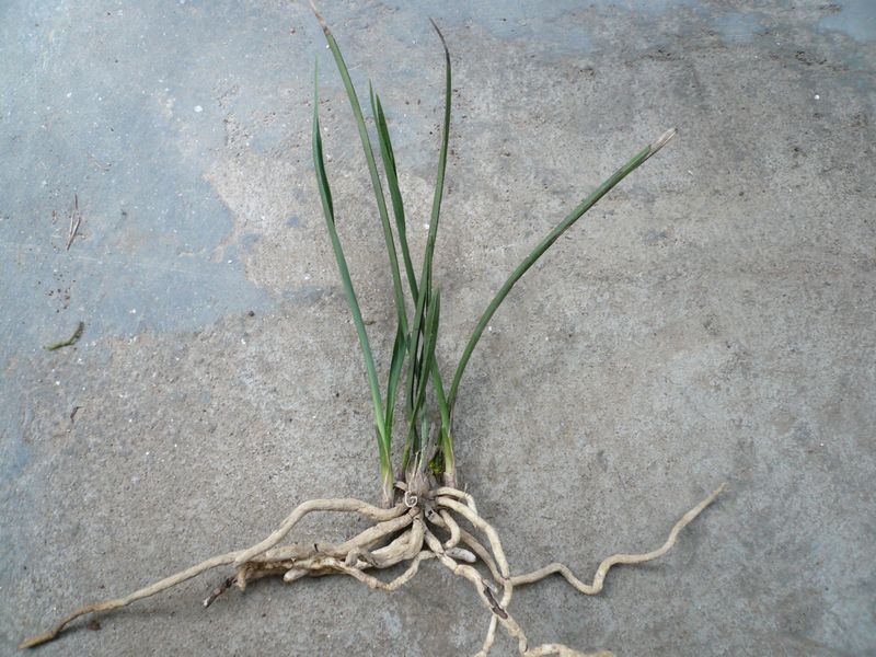 棒棒草