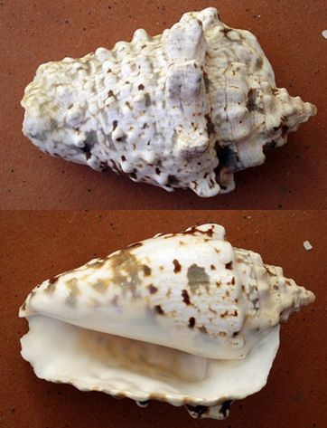  p>粗瘤凤凰螺(学名:lentigo lentiginosus)雌雄异体.