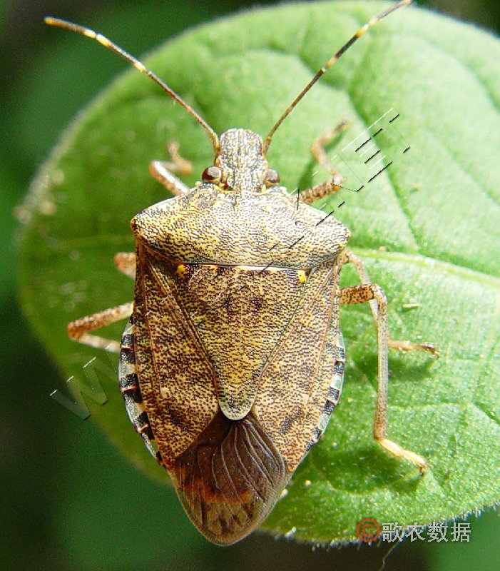  p>茶翅蝽,为 a href="#" data-lemmaid="1535270">半翅目 /a>, a
