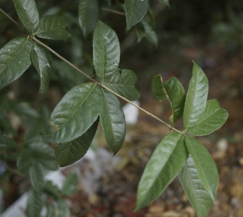  i>osmanthus serrulatus /i> rehder)是木犀科,木犀属植物