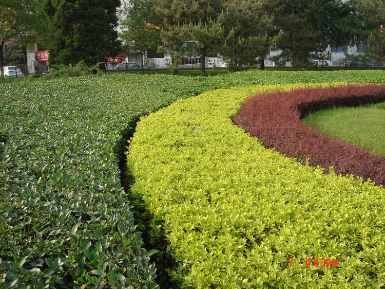  p>女贞绿篱:是指用 a href="#" data-lemmaid="6266528">小叶女贞 /a