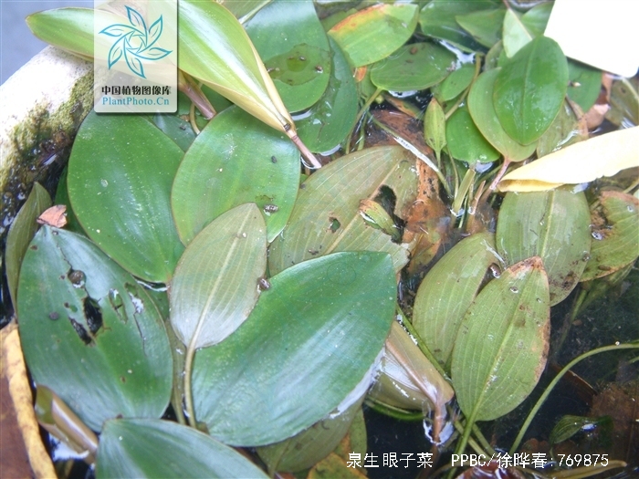  p>泉生眼子菜(potamogeton fontigenus y h guo et al.