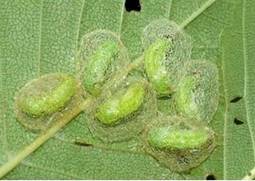 榆近脉三节叶蜂