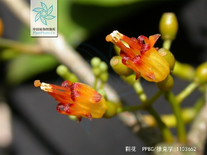  p>鞘花(学名:macrosolen cochinchinensis (lour.) van tiegh.