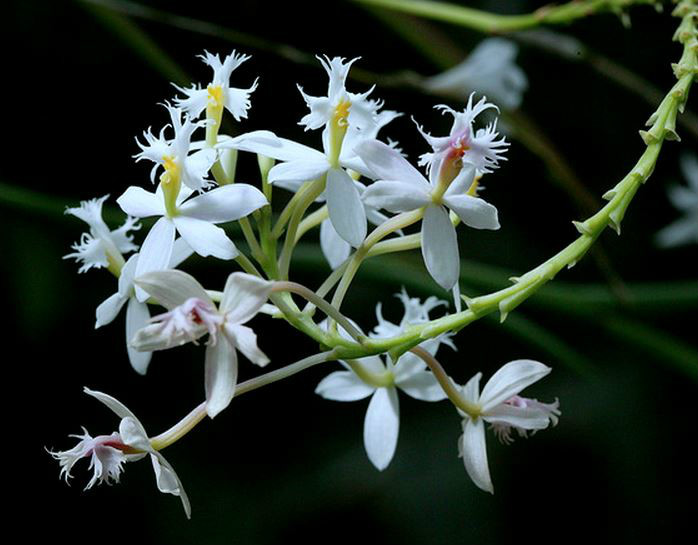  p>燕石斛(学名: i>dendrobium equitans /i>  kraenzl.