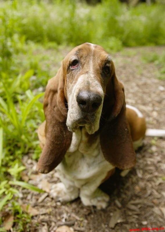 basset hound