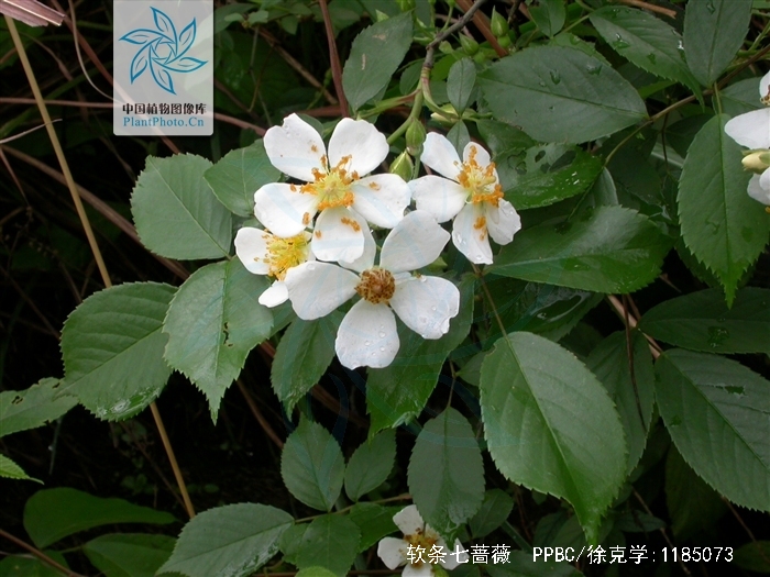  p>软条七蔷薇(学名: i>rosa henryi   /i>boulenger)是 a href="#"