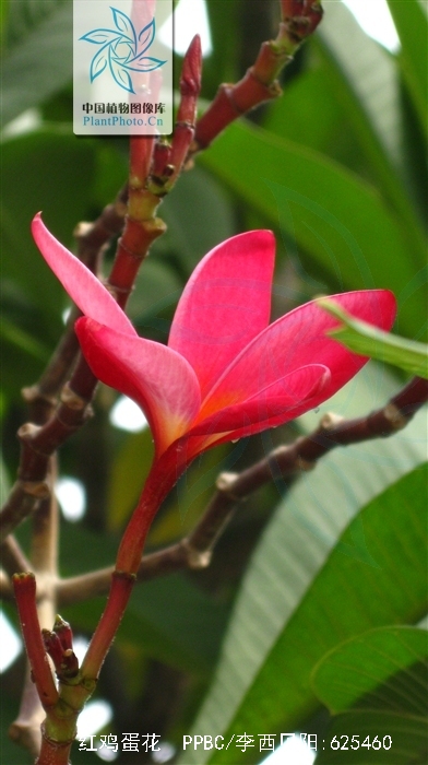  p>红鸡蛋花( i>plumeria rubra /i> linn.