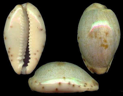  p>小眼宝螺(学名:purpuradusta gracilis gracilis)是腹足纲宝螺科的