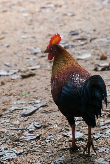  p>黑尾原鸡(学名: i>gallus lafayetii /i>): a href="#" data-lemma