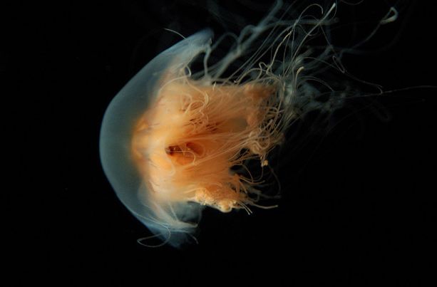  p>煎蛋水母(学名:phacellophora camtschatica)是钵水母纲的海洋生物