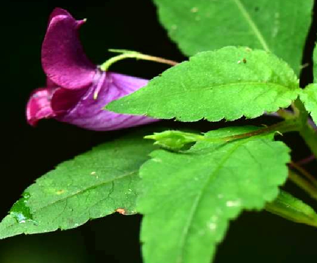 鸭跖草状凤仙花