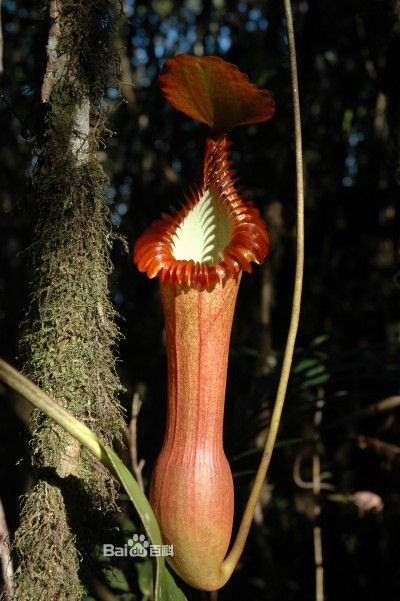 是 a href="#" data-lemmaid="202243">马来西亚 /a>沙巴(sabah) a