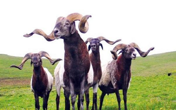  p>泽库藏羊,青海省黄南藏族自治州 a target="