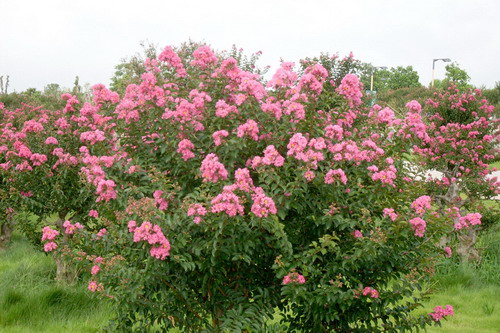  p>丛生紫薇(学名: i>lagerstroemia indica /i> cv " i>bush /i>")