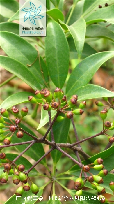  p>广西鹅掌柴(学名: i>schefflera kwangsiensis /i> merr.