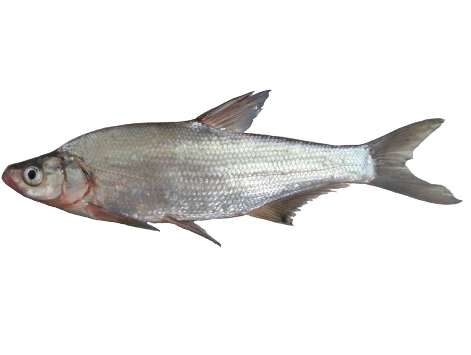 红鳍鲌(短尾鲌)