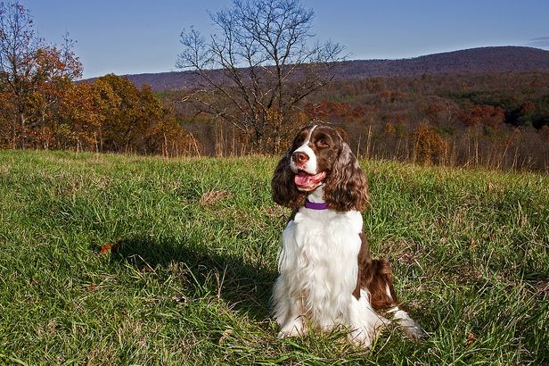  p>普通家犬,也称"家狗",是最常见的犬科 a target="_blank" href="