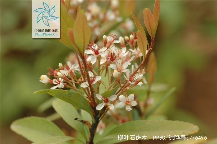  p>柳叶石斑木(学名:rhaphiolepis salicifolia lindl.