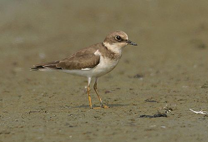 charadrius dubius dubius