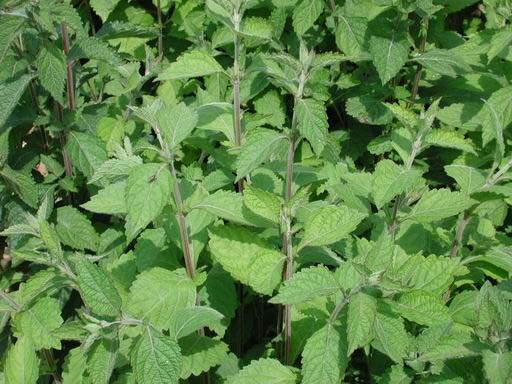 hara)是唇形科香茶菜属多年生草本,无毛或近无毛.根状茎肥大,木质.