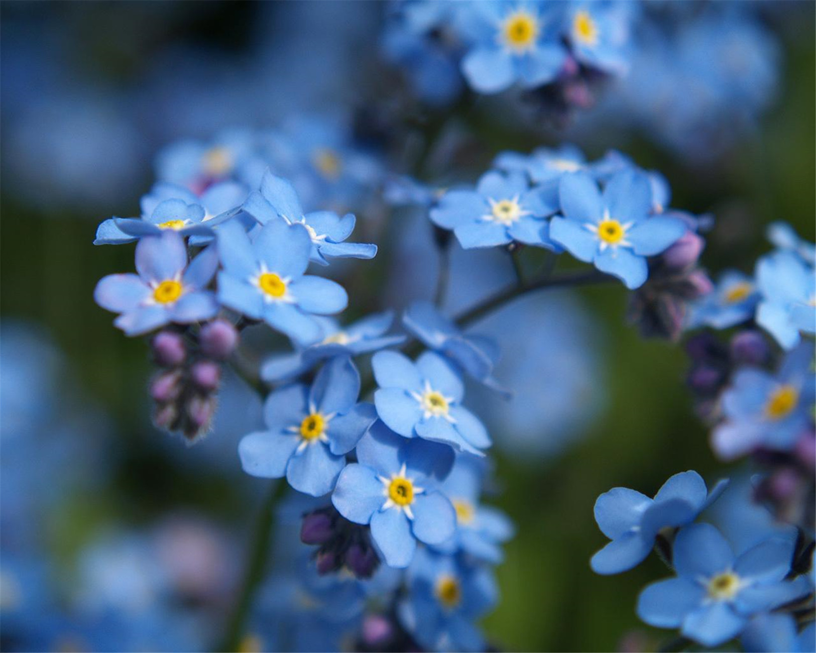  p>勿忘草(学名: i>myosotis silvatica /i> ehrh. ex hoffm.
