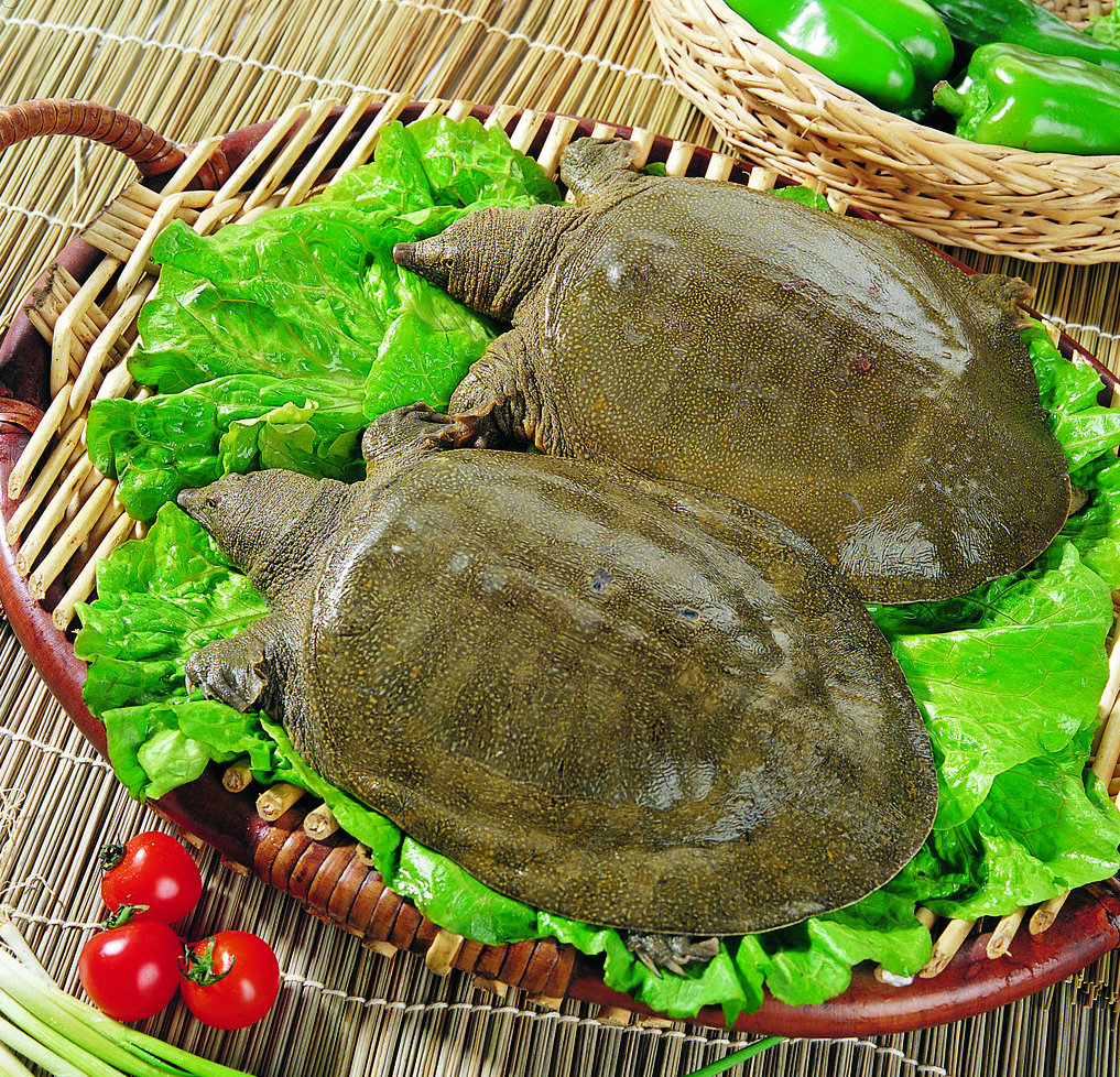  p data-id="tinkqlwqoirj">野生甲鱼是鳖目鳖科物种的通称,又名鳖