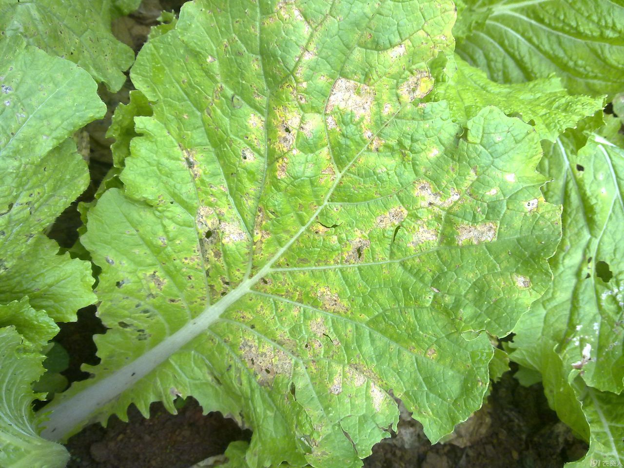 霜霉菌是专性寄生菌,极少数的霜霉菌已可人工培养,如引起 a target="