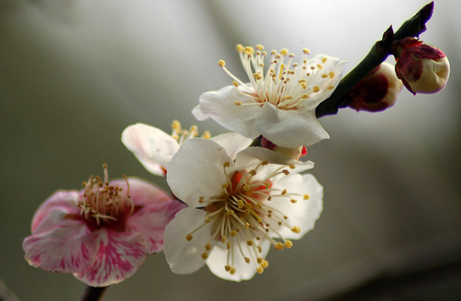 href="#" data-lemmaid="17439">梅花 /a>品系中真梅系直枝梅类洒金型