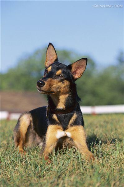 澳大利亚卡尔比犬